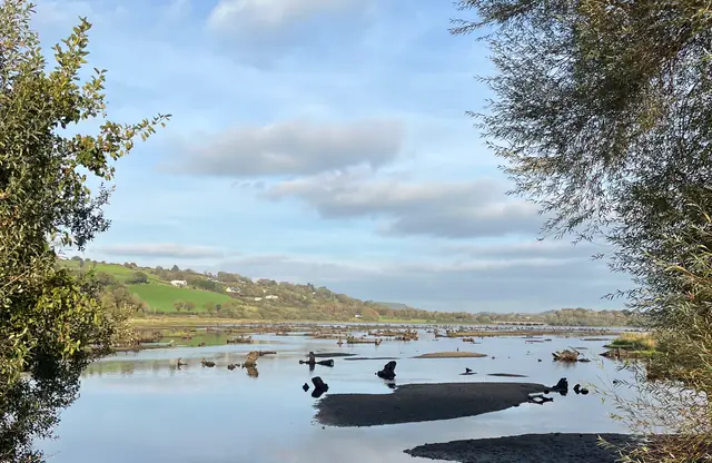 Cork